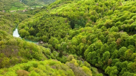Bosque del Irati, al norte de Navarra