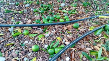 Efectos del granizo en campos agrícolas de Castellón