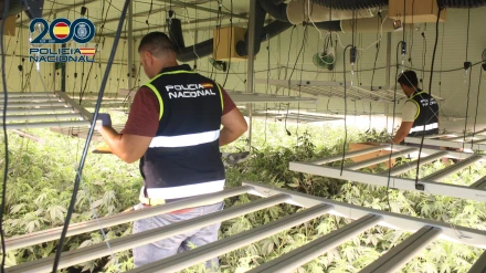 Imagen de la plantación