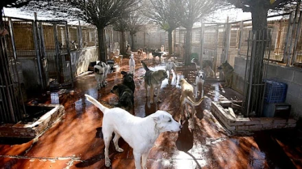 Animales en La Bienvenida
