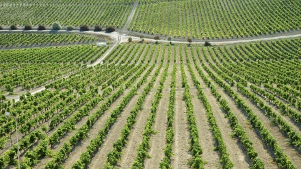 02/08/2024 Una viña del Marco de JerezPOLITICA CONSEJO REGULADOR DEL MARCO DE JEREZ