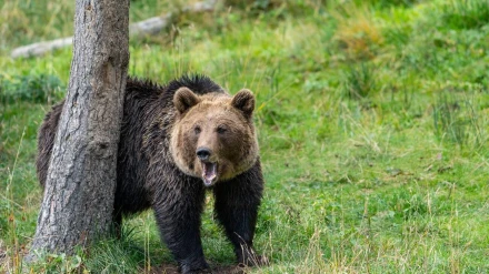 Alerta por ataques de osos a colmenas en plena Feria de la Miel de Espinosa de los Monteros