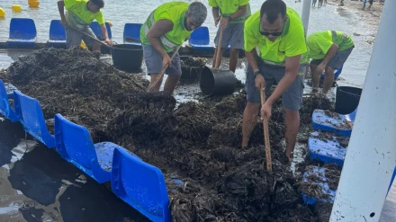 Operarios municipales trabajan en la retirada de posidonia acumulada en las playas de Dénia, dentro del dispositivo especial de limpieza del litoral