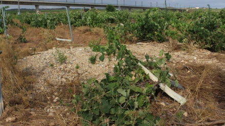 Fotografía de una parcela sin arreglar.