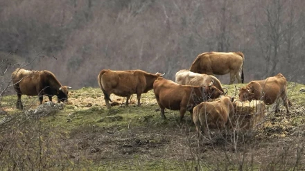 Ganadería en Asturias