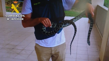 El curioso método que ha utilizado una serpiente pitón para escapar de un piso de Santander: varios metros de altura