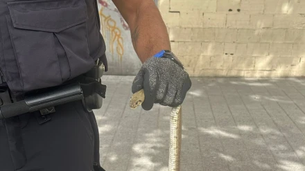 Antonio García, con una culebra de escalera en la mano