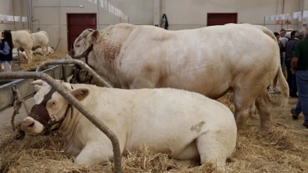 Exposición de ganado en SALAMAQ