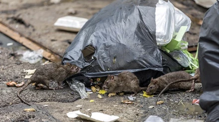 Llamamiento del Ayuntamiento a mantener limpios los solares, naves o viviendas en desuso