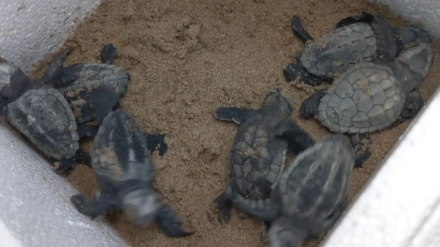 Tortugas playa de La Punta