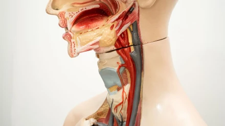 Ángel Ramos, jefe del Servicio de Otorrinolaringología del Hospital Insular y profesor de la Universidad de Las Palmas de Gran Canaria