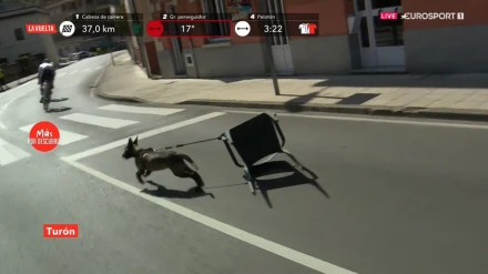 El perro se coló en la carretera arrastrando una silla.