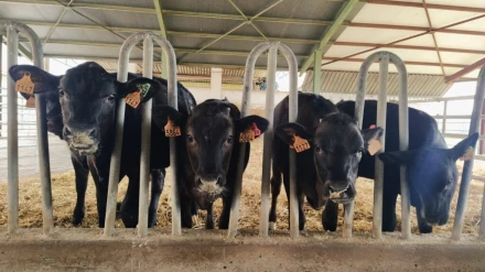 Un grupo de vacas frisonas en una explotación asturiana