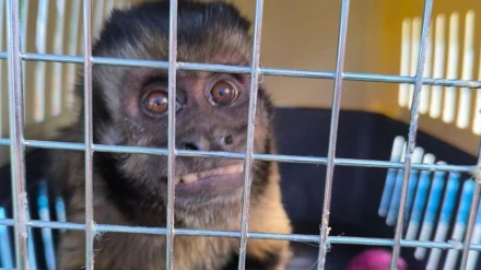 Capitán, el mono capuchino que llegó desde Huelva a Villena.