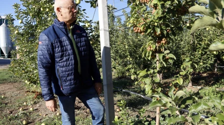 Joan Carles Massot, cap sectorial de vaquí de carn de JARC, revisa el reg gota a gota d'una finca de pomes