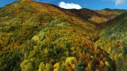 Vegetación en el Parque Nacional de Ordesa y Monte Perdido.