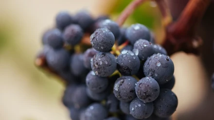 Último boletín de maduración de la DOC Rioja