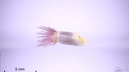 El Farolillo de la Virgen, semilla