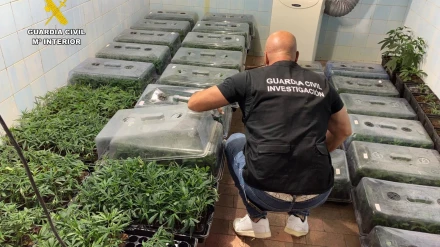Plantación de marihuana en Valderrubio