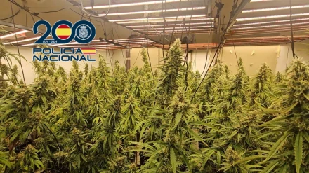 Plantación de Marihuana en Alicante