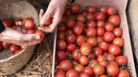 TomatesDenuncia que cinco grandes grupos empresariales, algunos participados por Mohamed VI, construyen de forma ilegal la 'megalópolis del tomate'    MADRID, 18 (EUROPA PRESS)    La Coordinadora de Organizaciones de Agricultores y Ganaderos (COAG) ha exigido este lunes en el Congreso de los Diputados la "suspensión inmediata" del acuerdo comercial en materia agraria entre la UE y Marruecos.   COAG sustenta su petición tras conocerse la sentencia del Tribunal de Justicia de la Unión Europea en la que se confirma que dicho acuerdo, modificado en 2019, viola el derecho internacional por vulnerar los principios de autodeterminación y del efecto relativo de los tratados, al no prestar su consentimiento el pueblo del Sáhara Occidental, según informa en un comunicado.   Así lo ha expuesto el responsable de frutas y hortalizas de la organización, Andrés Góngora, durante su intervención en la conferencia sobre el Sáhara Occidental organizada por el Frente Polisario y varios grupos parlamentarios para dar a conocer los términos de sentencia.    La sentencia del Tribunal europeo confirma definitivamente la anulación de la decisión del Consejo que modifica el Acuerdo UE-Marruecos en materia de liberalización comercial de los productos agrarios, ampliando las preferencias arancelarias en él contenidas a los productos originarios del Sáhara Occidental.    Sin embargo, permite que el acuerdo sobre medidas de liberalización en materia de productos agrícolas entre la UE y Marruecos se mantenga por un período de doce meses a partir de la publicación de la sentencia por "las consecuencias negativas graves para la acción exterior de la Unión que entrañaría su anulación inmediata y por razones de seguridad jurídica".   Respecto a eso, Góngora ha reclamado que la aplicación de la sentencia sea inmediata, sin periodos de gracia. "Los agriculto