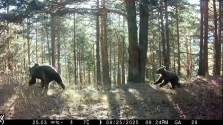 Las cámaras del Gobierno de Aragón han grabado a Claverina con su osezno