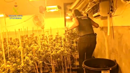 La Guardia Civil de Almería intensifica la erradicación de plantaciones de marihuana en el poniente almeriense