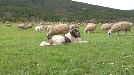Ovejas y mastín en el Pirineo oscense
