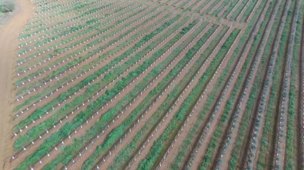 Grupo De Prado, productor de aceite de oliva virgen extra