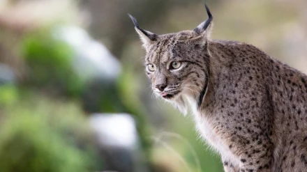 Temor por la reintroducción del lince en Los Monegros
