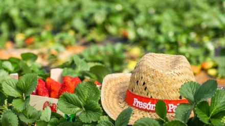 Recolección de la fresa en Huelva