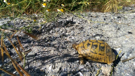 Imagen de una tortuga mora en una sierra de Lorca