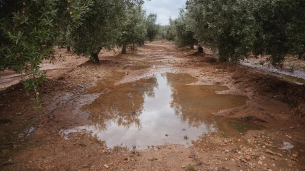 La situación es tan crítica que muchos agricultores dan por perdida la mitad de la cosecha.