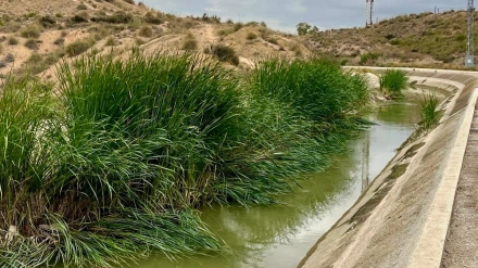 Imagen del canal del trasvase a su paso por Lorca, colonizado por la maleza y los juncos