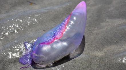 Carabela portuguesa en la playa