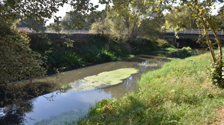 Imagen del río Sar con las aguas turbias a su paso por Ames