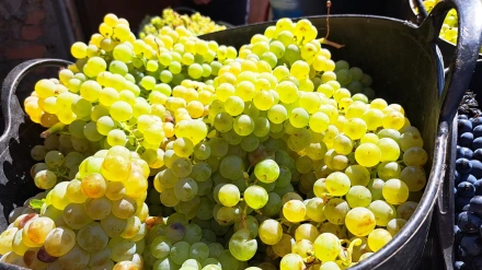 El Bierzo (León) brinda por una vendimia histórica: más de 10 millones de kilos de uva de calidad excepcional