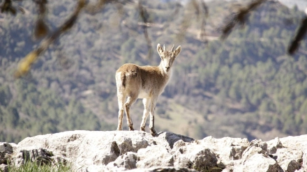 Sierra de Cazorla