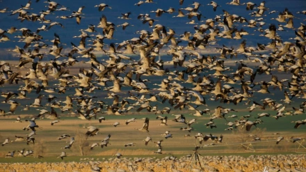 Momento migratorio de grullas en Montmesa
