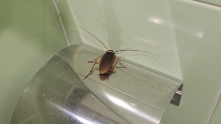 Cucarachas en el hospital de Plasencia