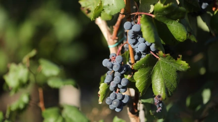 Trasmonte de Salvadur, A Pobra de Brollón. Lugo. Adegas Salvadur, que comercializa los vinos Acivro (Mencía, tinto) y Eivedo (Godello, blanco) realiza la vendimia en su viña de la Ribeira do Eivedo, en los Cañones del Sil, límite natural entre las provincias de Lugo y Ourense. La viña de la Ribeira do Eivedo sufrió a finales de agosto por el incendio declarado en A Pobra de Brollón, y más de 100 cepas fueron sacrificadas por sus propietarios al realizar un cortafuegos que les permitiese salvar la viña de las llamas. En las imágenes, varias personas realizan la vendimia, en la tarde del lunes 15 de septiembre