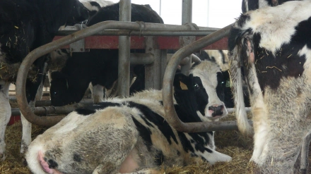Vacas en una ganadería