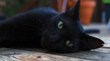 Los gatos negros se convierten cada año en víctimas de Halloween.