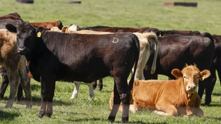 Castilla y León se blinda ante la dermatosis bovina mientras la gripe aviar avanza en Valladolid