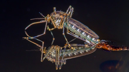 F00AGH Banded house mosquito, Banded mosquito, Ring-footed gnat (Culiseta annulata, Theobaldia annulata), hatches from the , Germany, Bavaria