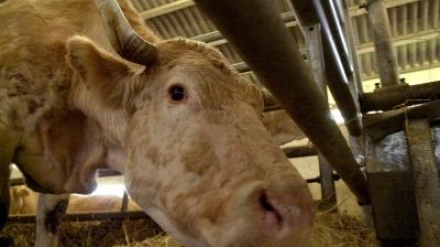 Noelia Núñez, veterinaria experta en Dermatosis nodular, ofrece en COPE recomendaciones a los ganaderos