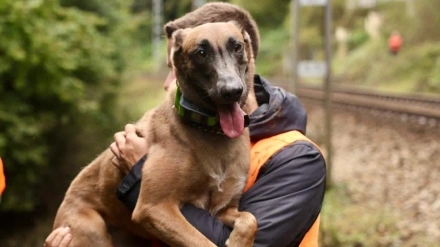 'Kenia', la perra que encontró al hombre desaparecido en Corvera