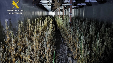 La Guardia Civil desmantela una plantación con más de 2.400 plantas de marihuana en Aspe