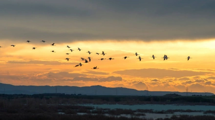 Migración de las Grullas en la Alberca de Alboré