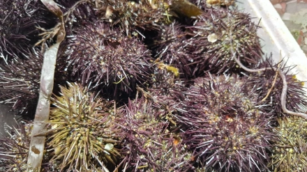 Oricios, en la pescadería Semar del Mercado del Sur de Gijón